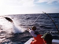 Cairns Marlin Fishing