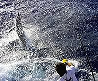 Another sea monster captured aboard Moana Fishing Charters Palm Cove
