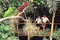 Walkway at Rainforest Habitat Wildlife Sanctuary